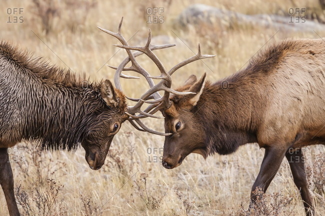Bull elks fighting in a rut
