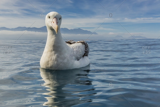 Wandering albatross in calm seas