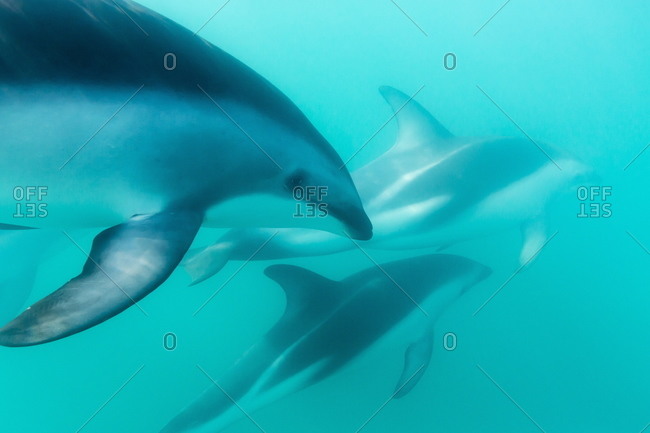 Underwater view of a dusky Dolphins