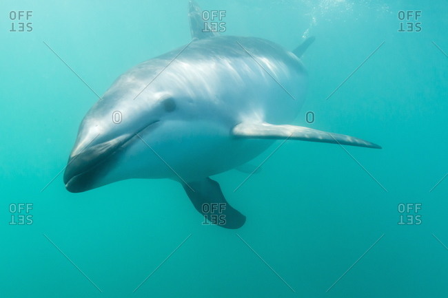 Underwater view of a dusky Dolphin