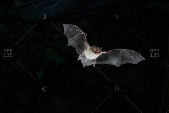 Daubentons bat in flight
