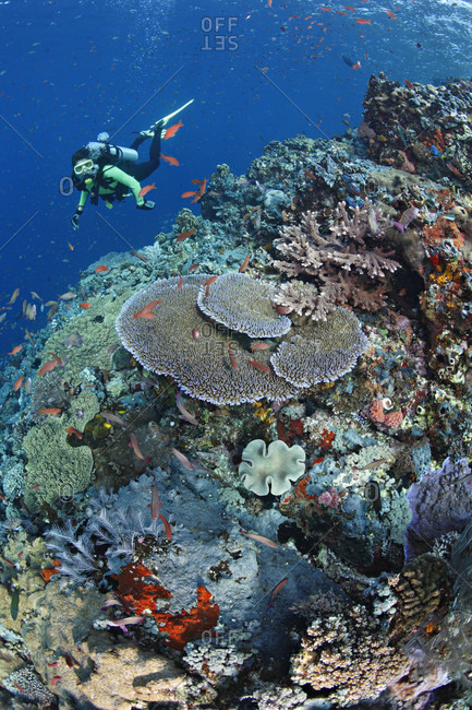 Scuba diver admires healthy coral reef with diversity of soft and hard corals and abundant fish life in tropical waters