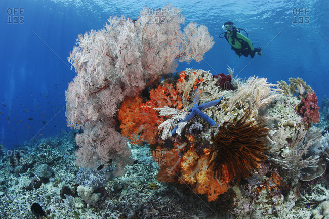 Scuba diver near colorful bommie on top of reef, draped in soft corals, sea fans, crinoids, and hydroids in tropical waters