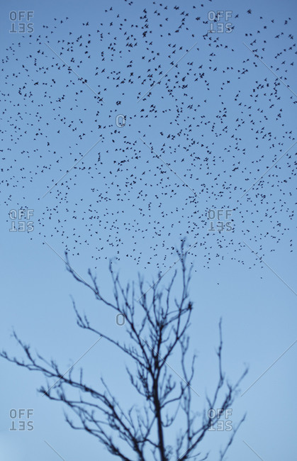 Flock of birds over a tree