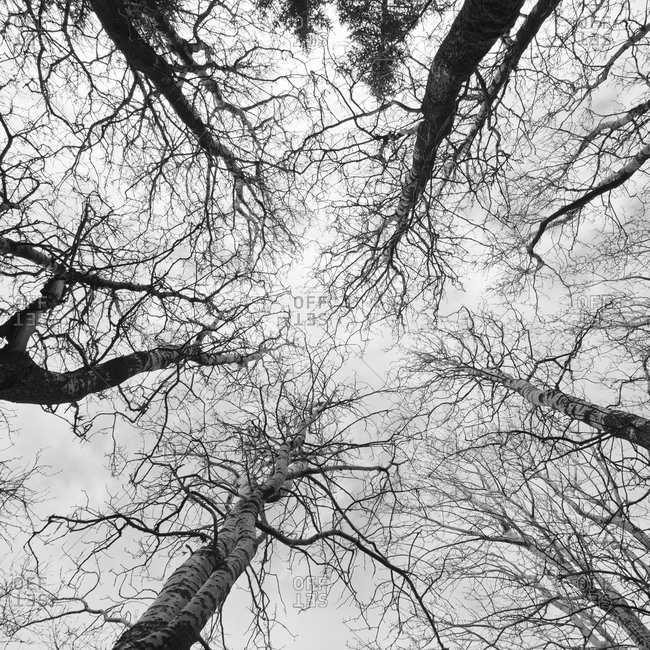 View of the sky through tree branches