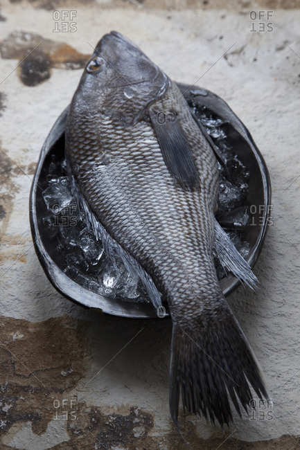 Top view of uncooked Black sea bass on ice cubes