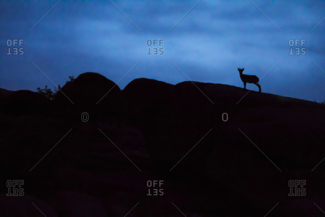 Young Spanish wild goat, capra pyrenaica, silhouette on top of rocks, La Pedriza, Madrid, Spain