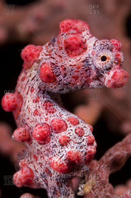 A pygmy seahorse (Hippocampus bargibanti) a sea fan