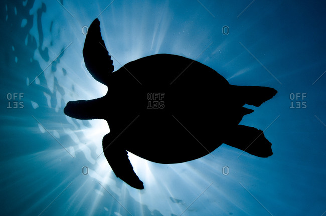 Silhouette of a Green sea turtle