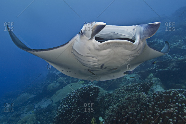 A manta ray (Manta birostris) at a cleaning station where it is being cleaned by a variety of cleaner fishes