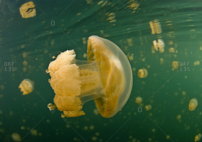 Golden jellyfish (Mestigias sp) in Jellyfish Lake, Palau
