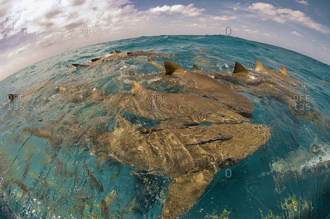 A number of lemon sharks (Negaprion brevirostris) gather at the surface