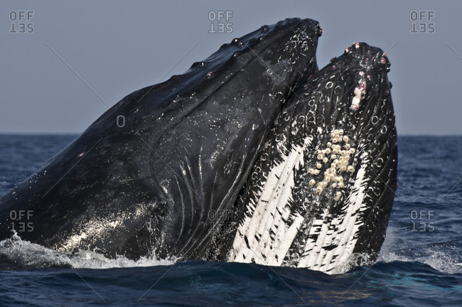 Male humpback whales fight for the right to court a available females