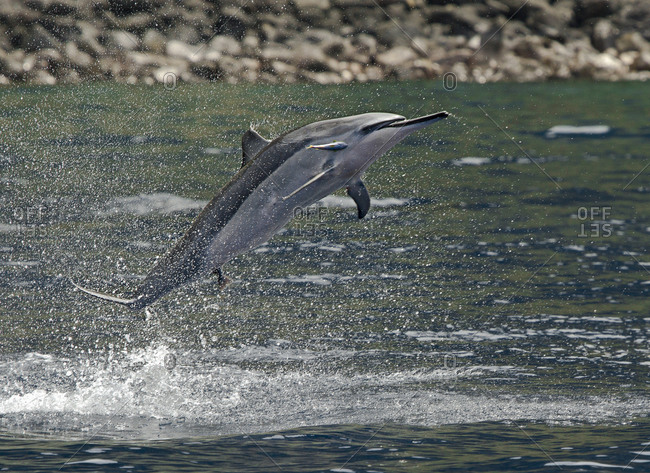 A Spinner dolphin, bearing a bite mark from a shark and also hosting a remora, leaping out of the water