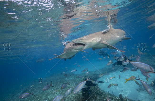 Lemon shark biting another lemon shark during staged feeding