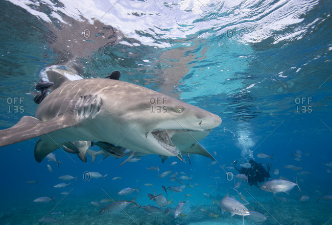Lemon sharks compete during a staged shark feeding dive
