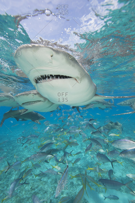 Lemon sharks compete during a staged shark feeding