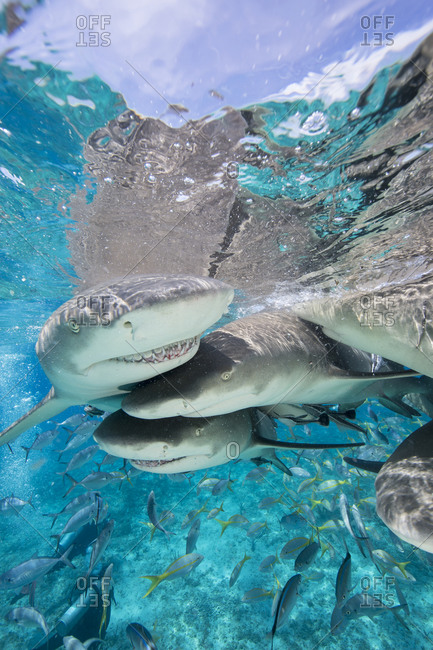 Lemon sharks fight for food during a staged shark feeding