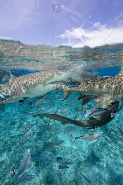 Lemon sharks go after during a staged shark feeding dive