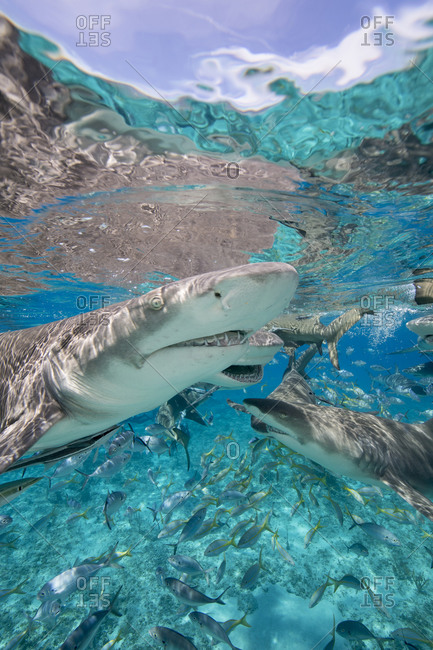 Lemon sharks go after during a staged shark feeding