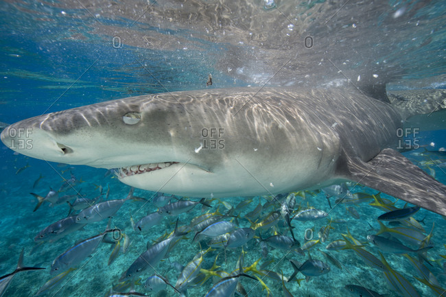 Lemon sharks during a staged shark feeding