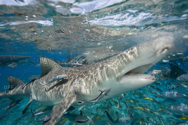 Lemon shark ready to chomp  during a staged shark feeding dive