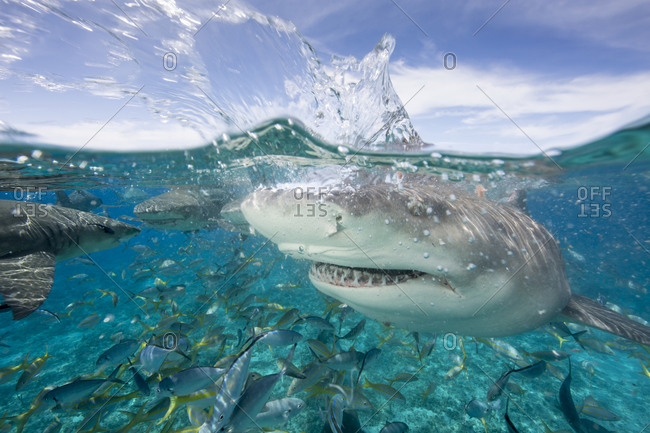 Lemon sharks during a staged feeding dive near surface