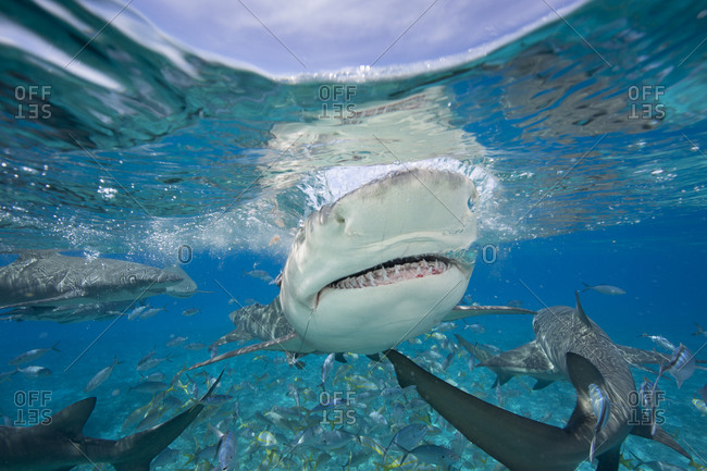 Lemon sharks during a staged feeding shark dive