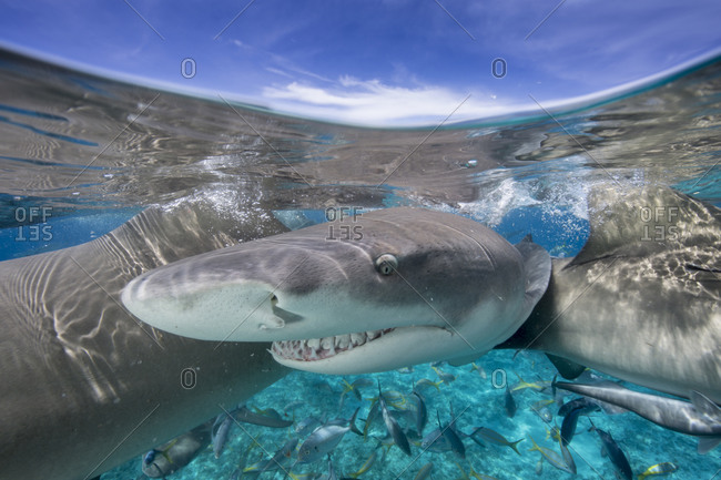 Glaring lemon shark during a staged feeding shark dive
