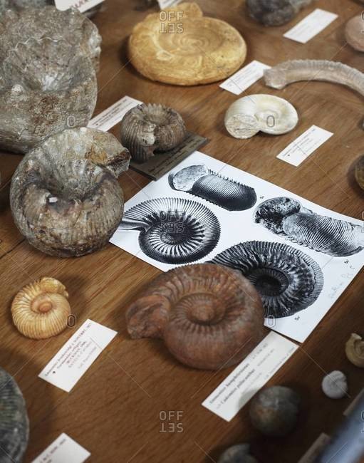 Top view of fossils on display