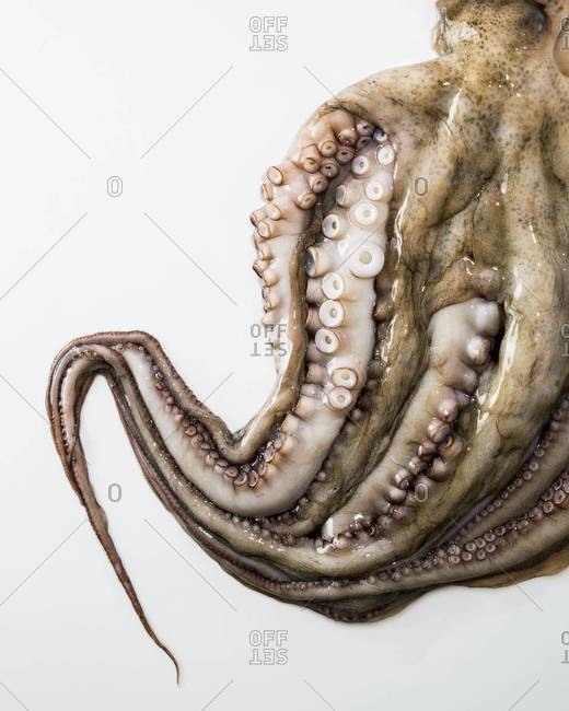 Close-up of raw octopus isolated over white background