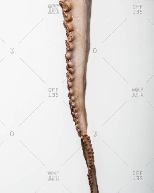 Close-up of raw octopus tentacle isolated over white background