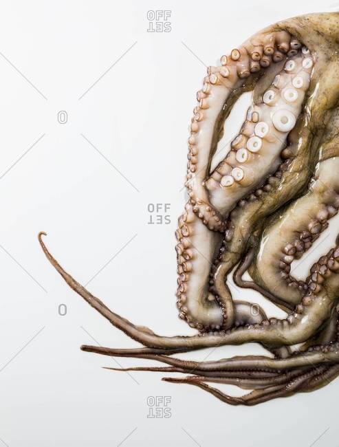 Close-up of raw octopus isolated over white background