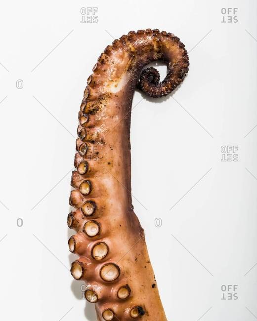 Close-up of grilled octopus tentacle isolated over white background