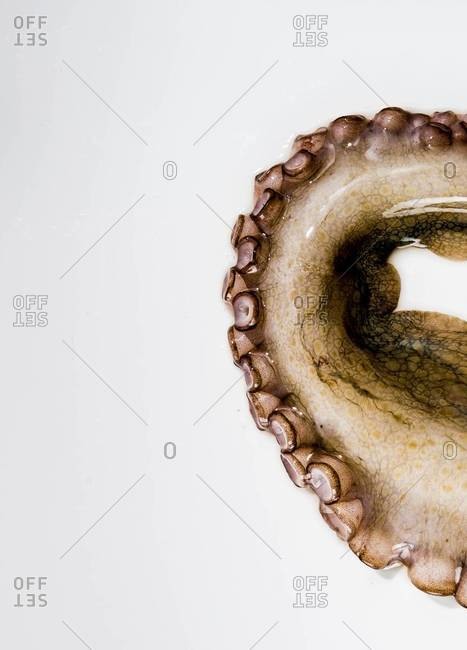Close-up of raw octopus tentacle isolated over white background