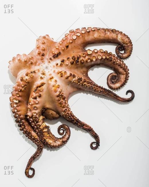 Close-up of grilled octopus isolated over white background