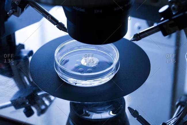 IVF treatment embryo culture dish, used for in vitro fertilization (IVF)