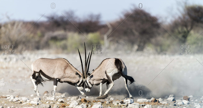 Oryx battle head to head in Namibia