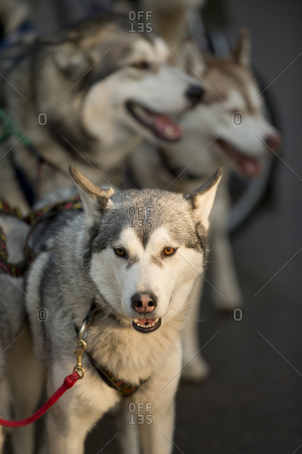 Pack of sled dogs in early morning sunlight