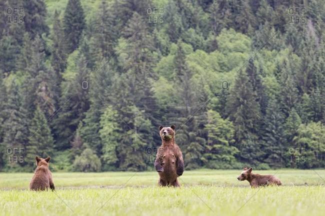 Grizzly bears eating grass