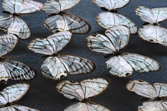 Glass wing butterflies on display at the National Institute of Biodiversity, Costa Rica
