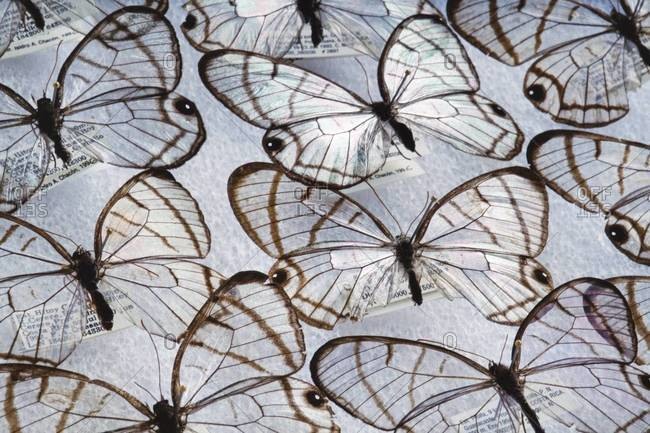 Collection of Glass wing butterflies on display at the National Institute of Biodiversity, Costa Rica