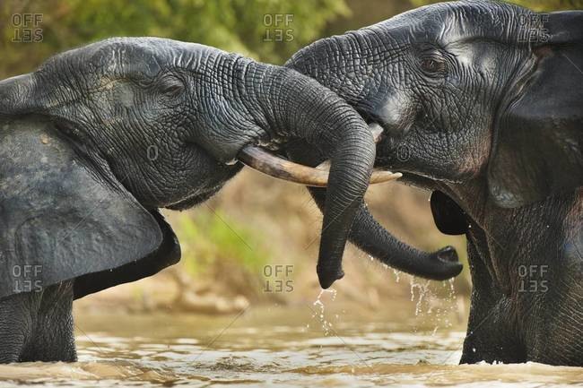 Elephant bulls aggressive confrontation in  Mole National Park, Ghana