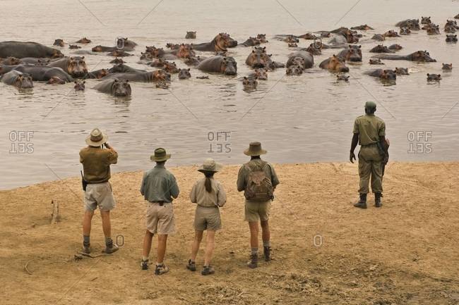 Tourists watching group of hippopotamus in the Luangwa Valley, Zambia.