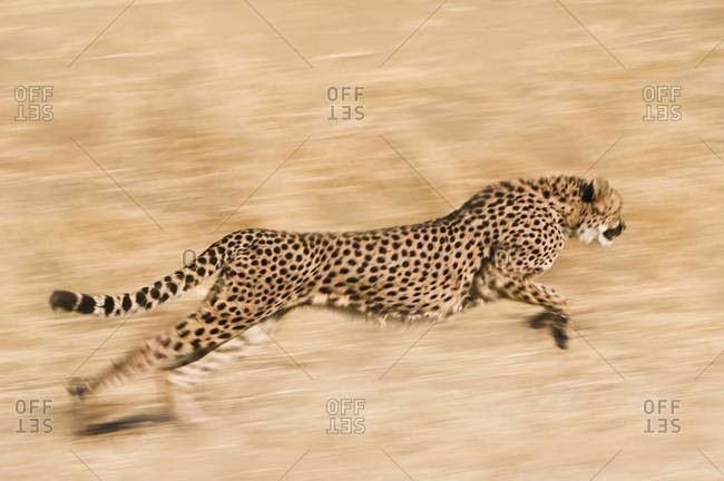 Cheetah  running across plain at the Cheetah Conservation Fund reserve in Namibia