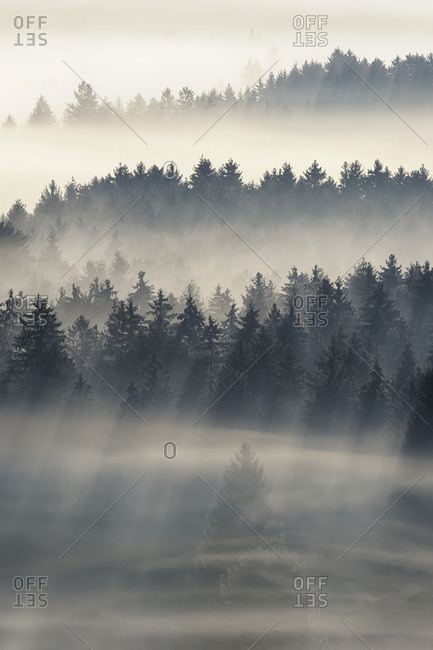 Morning Mist, Kochelmoor, Bad Tolz-Wolfratshausen, Upper Bavaria, Bavaria