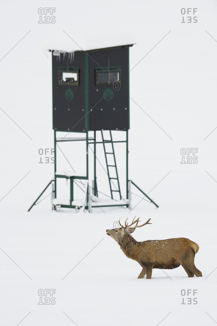 Male Red Deer (Cervus elaphus) in Winter, Hunting Blind in Background, Bavaria