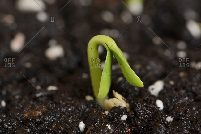 Close-up of a Sunflower (Helianthus annuus) seedling in soil in spring, Upper Palatinate, Bavaria.