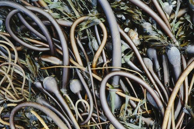 Pile of bull kelp seaweed washed up on Rialto Beach, USA