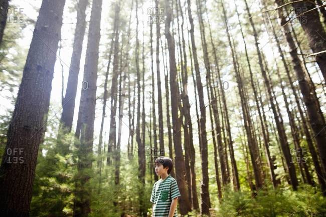 Young boy playing in the pine forest, surrounded by tall straight tree trunks